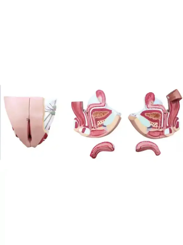 Female Genital Organs Model Dissectable