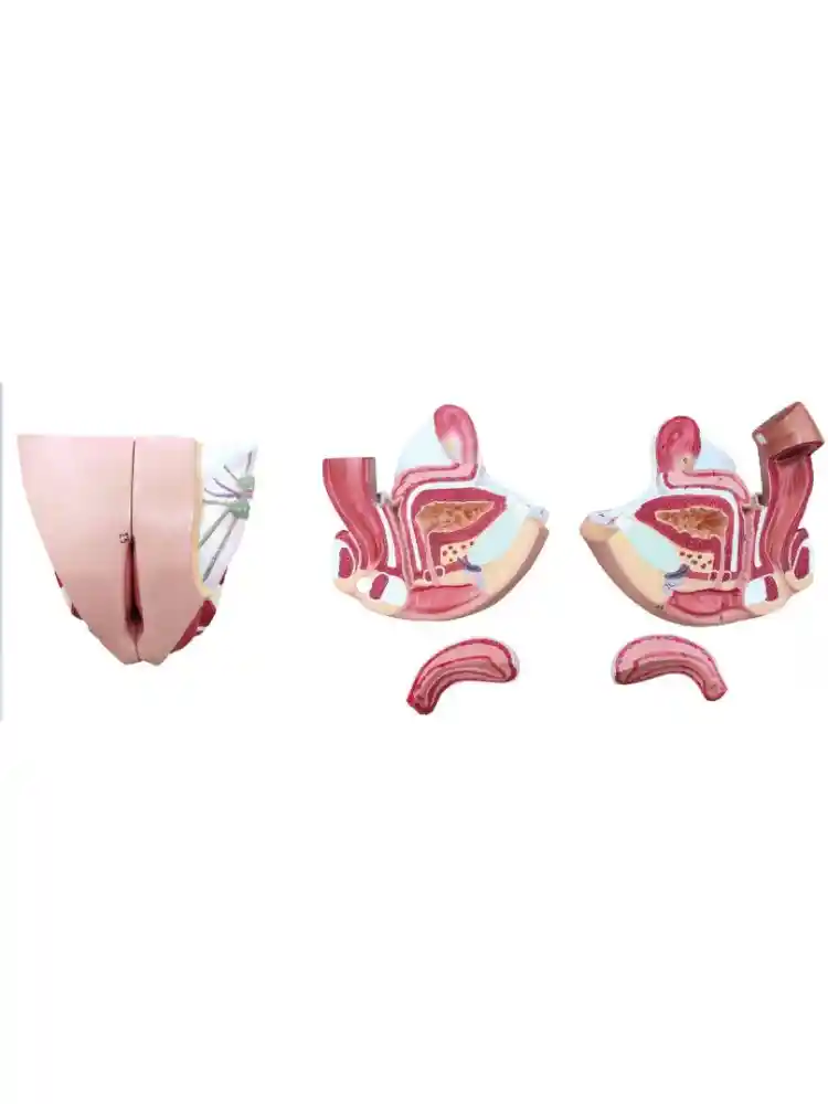 Female Genital Organs Model Dissectable