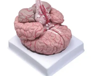 Brain Model Deluxe 9 Parts