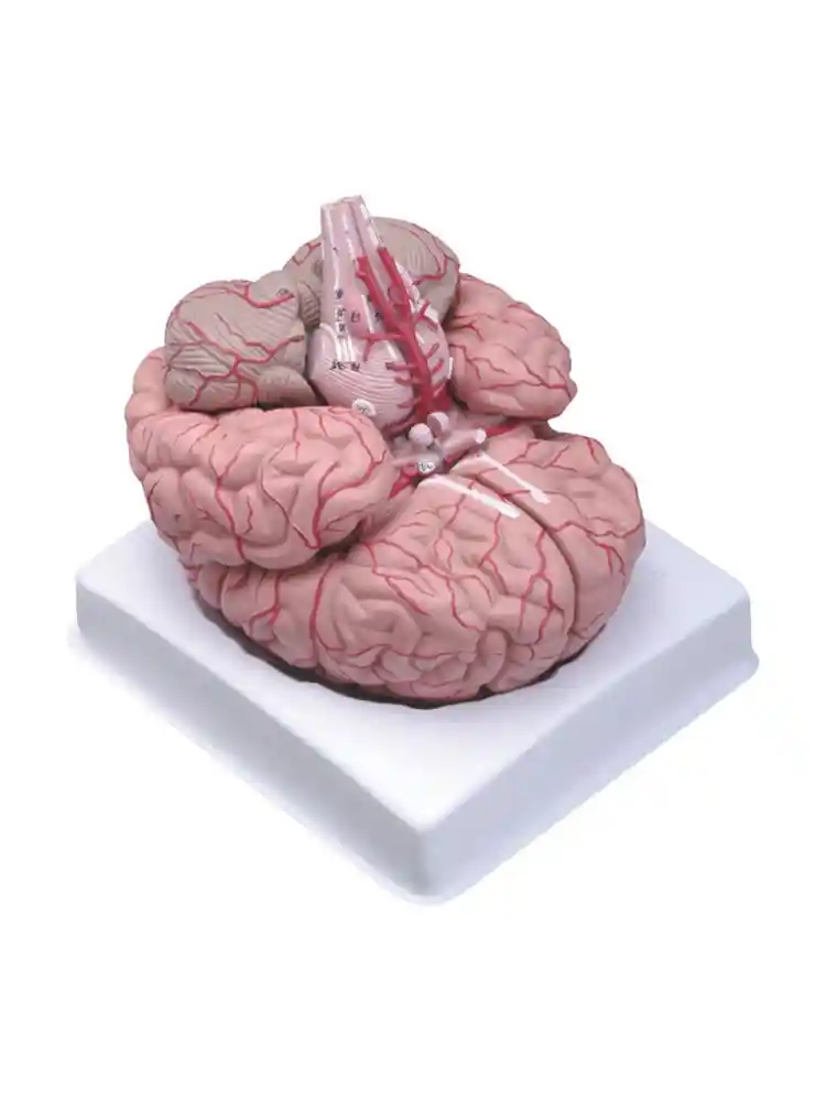 Brain Model Deluxe 9 Parts