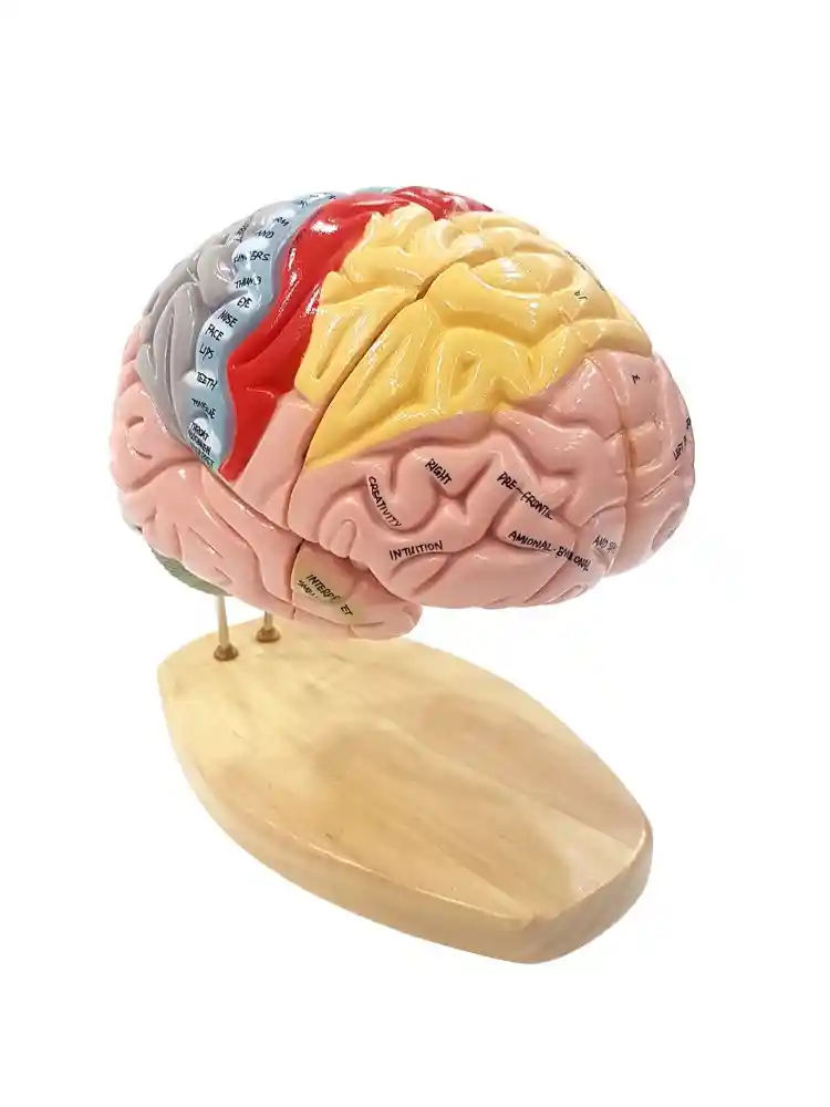 Brain Model Deluxe Enlarged 4 parts