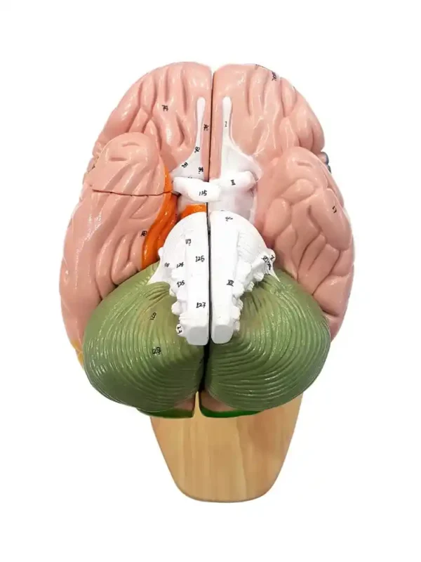 Brain Model Deluxe Enlarged 4 parts - Image 4