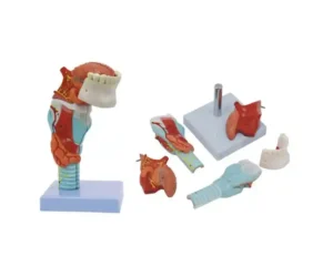 Human Tongue and Larynx Model 5 Parts