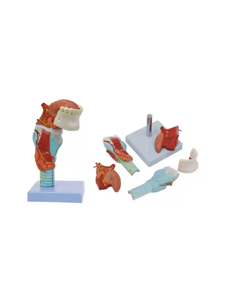 Human Tongue and Larynx Model 5 Parts