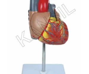 Heart Model Deluxe Life Size 2 Parts