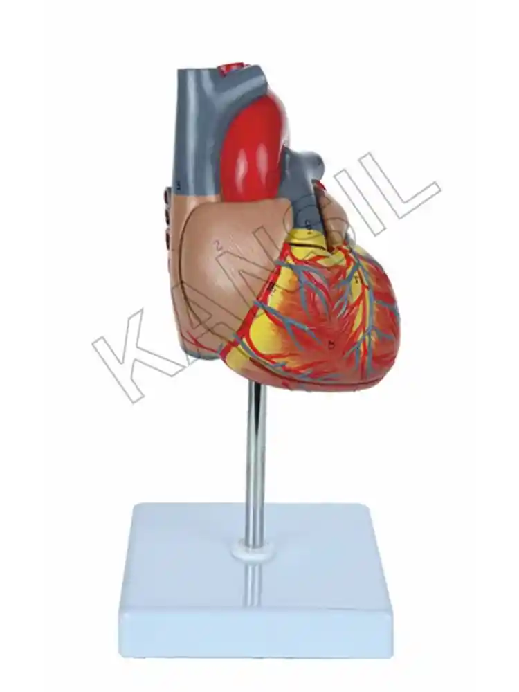 Heart Model Deluxe Life Size 2 Parts