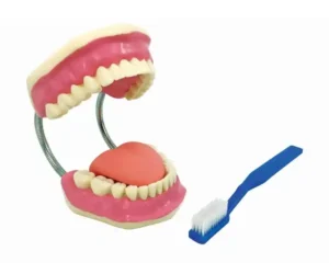Teeth Care Model Enlarged with Giant Teeth Brush