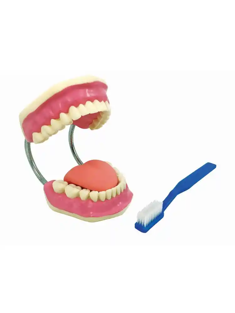 Teeth Care Model Enlarged with Giant Teeth Brush