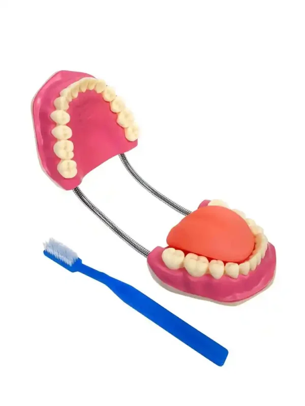 Teeth Care Model Enlarged with Giant Teeth Brush - Image 2