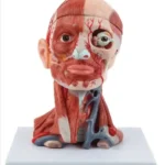 Head, Brain & Neck with Muscles