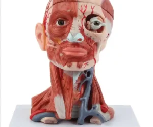 Head, Brain & Neck with Muscles