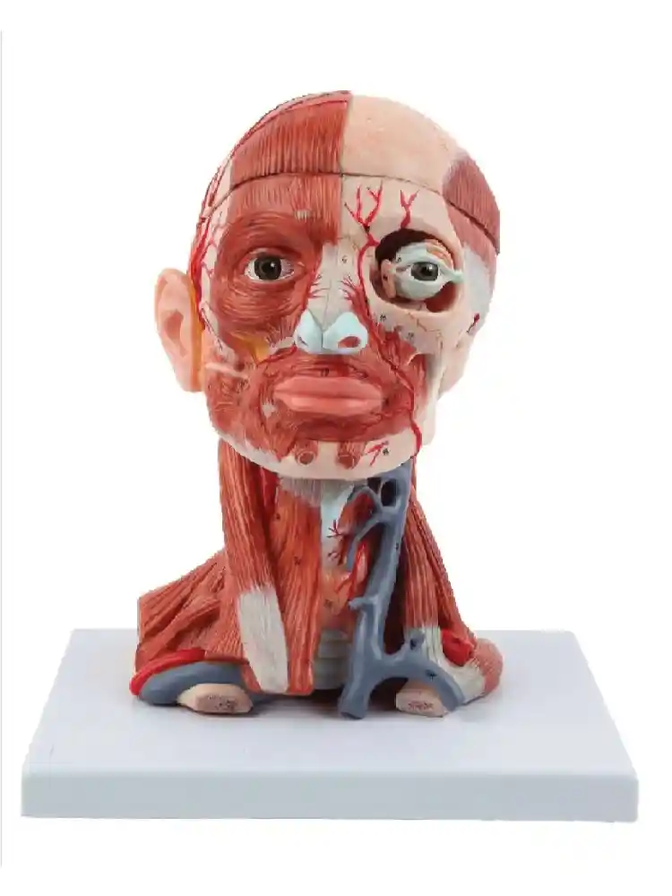 Head, Brain & Neck with Muscles
