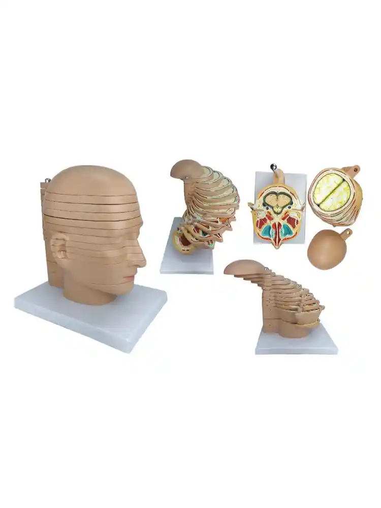 Sliced Head Model, 12 Slices