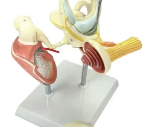 Labyrinth with Ossicles (Middle Ear) Model