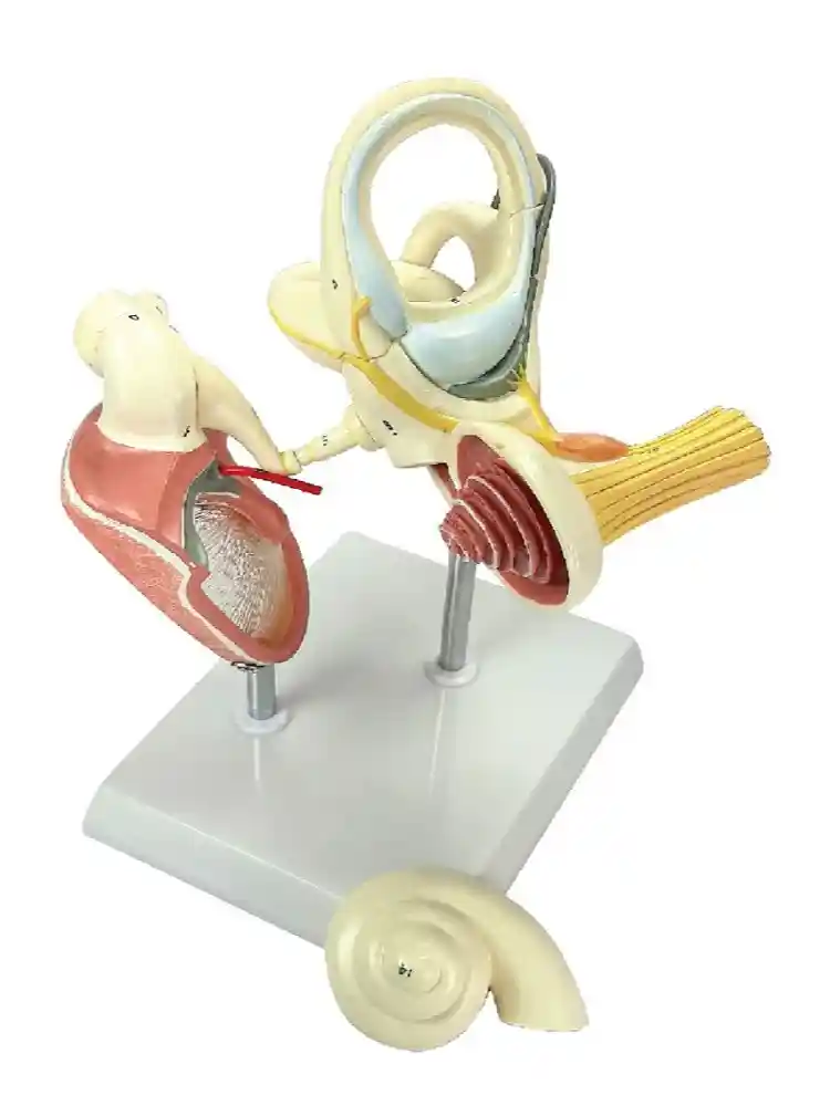Labyrinth with Ossicles (Middle Ear) Model