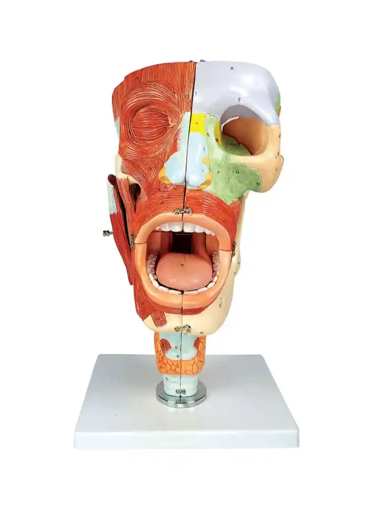 Cavities of Nose, Mouth, Throat, Enlarged