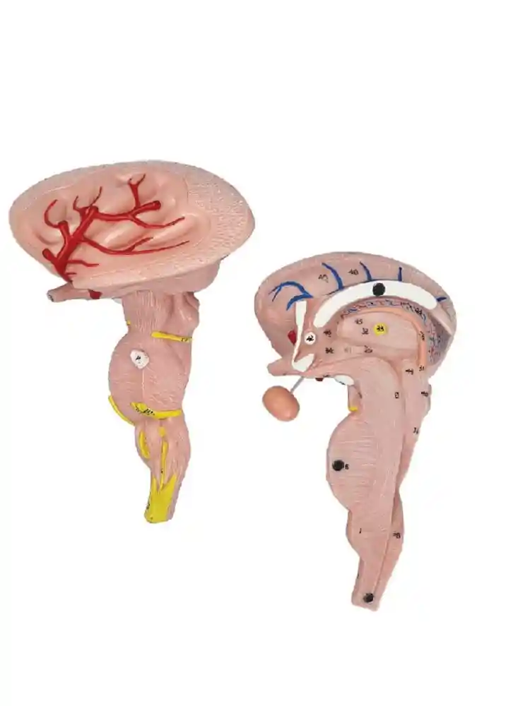Brain Stem Model, Enlarged