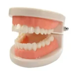 Dental Model Life Size
