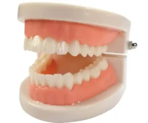 Dental Model Life Size