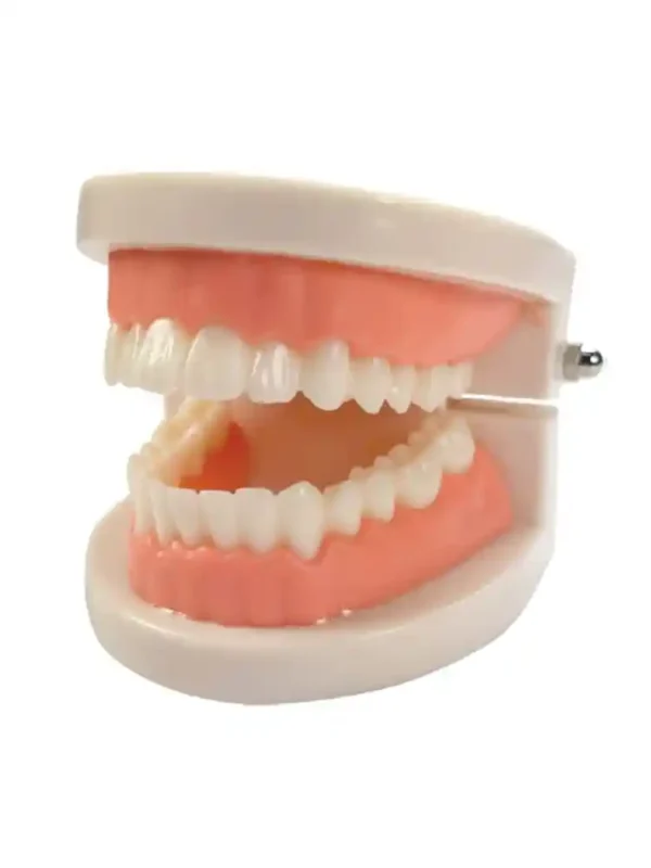 Dental Model Life Size