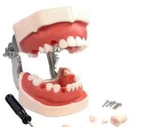 Dental Practice Typodont Model