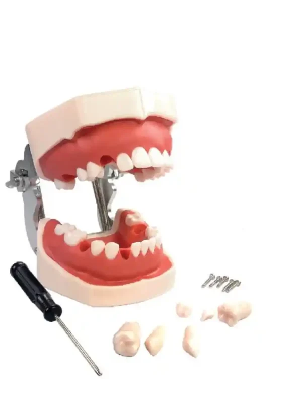 Dental Practice Typodont Model