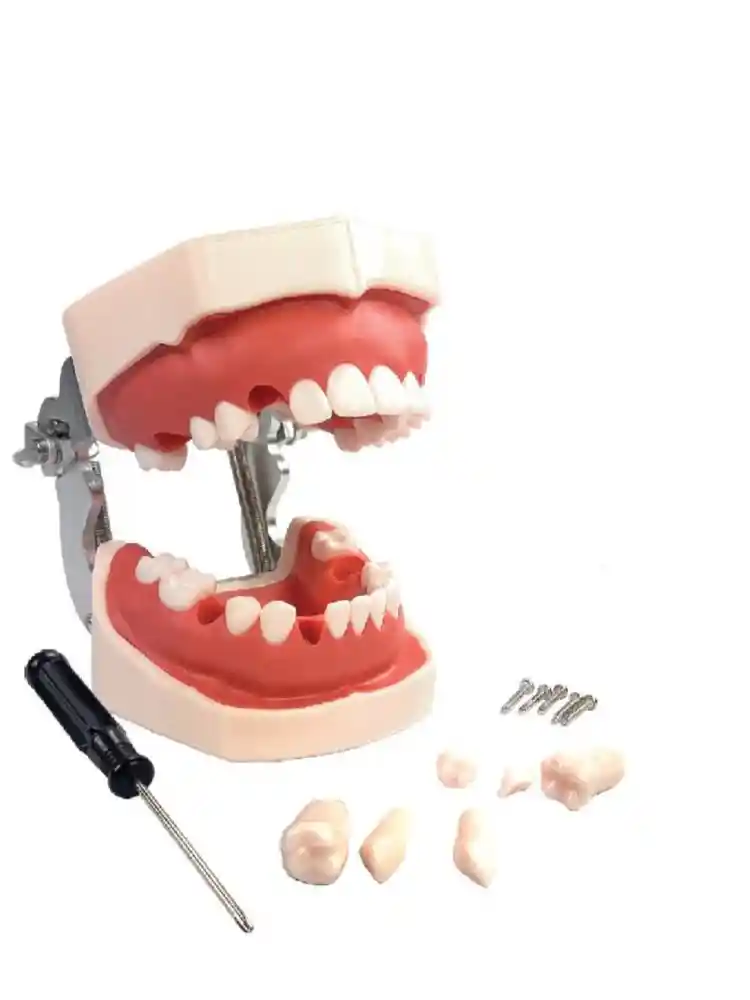Dental Practice Typodont Model