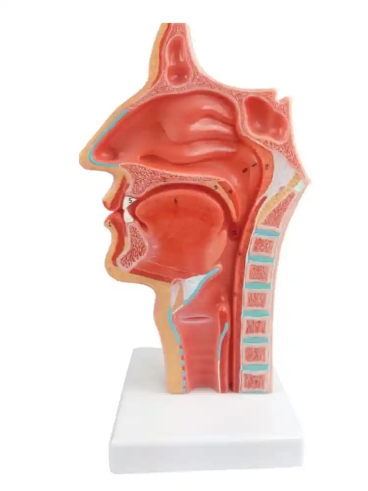Nasal Oral Cavity Model, Sagittal Section