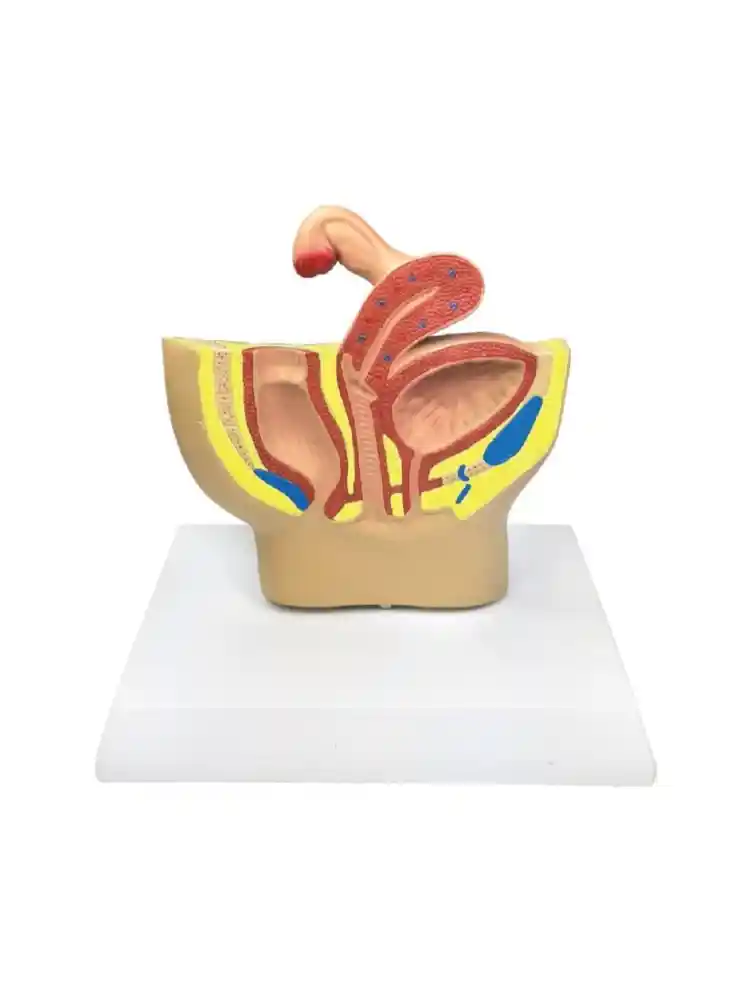 Female Pelvic Anatomy Model
