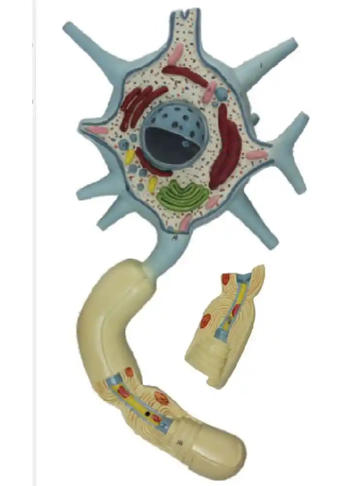 Neuron Model