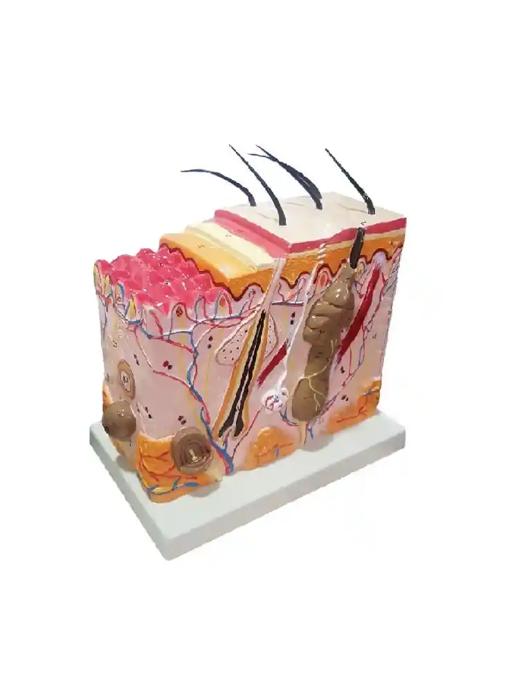 Skin Model