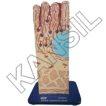 Small Intestine Wall