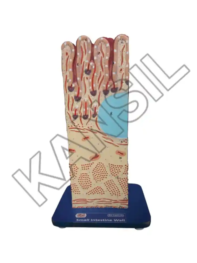 Small Intestine Wall