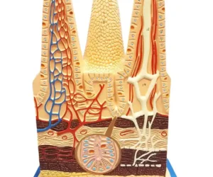 Intestinal Villi
