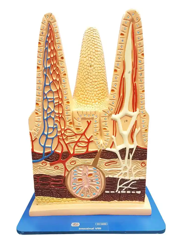 Intestinal Villi