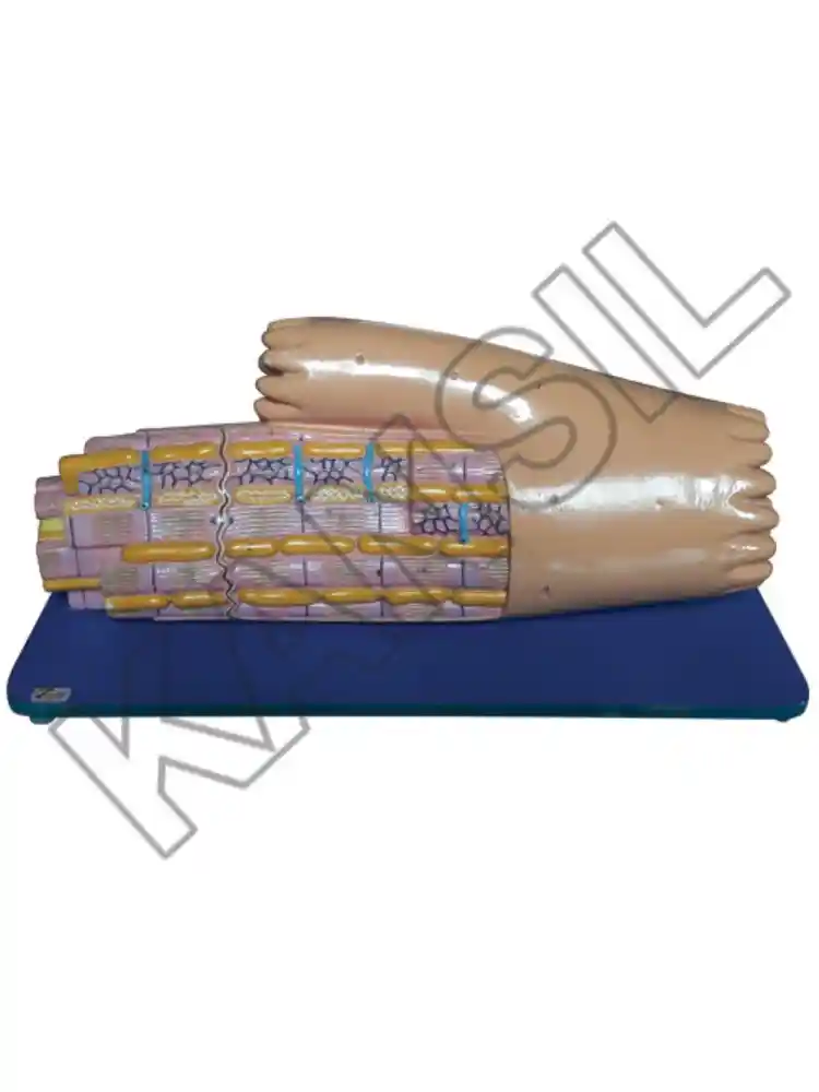 Cardiac Muscle Fibre