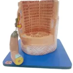 Skeletal Muscle Fibre Model