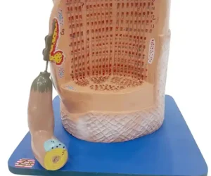 Skeletal Muscle Fibre Model