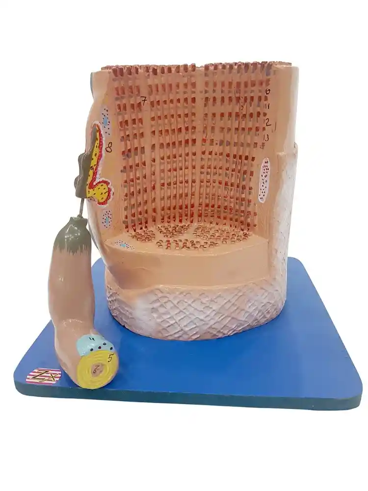 Skeletal Muscle Fibre Model