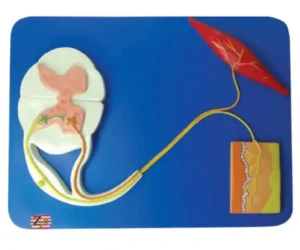 Reflex Arc