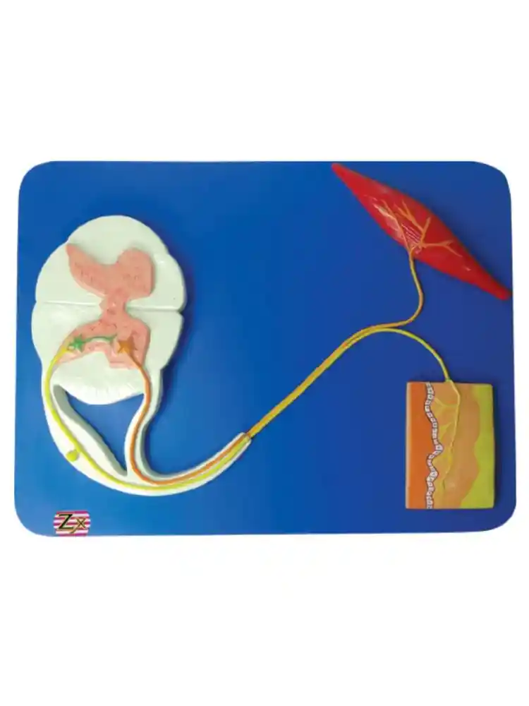 Reflex Arc