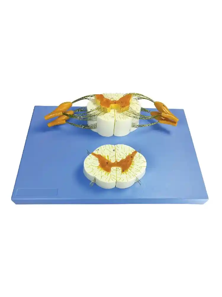 Spinal Cord and Nerve Branches
