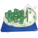 Chloroplast