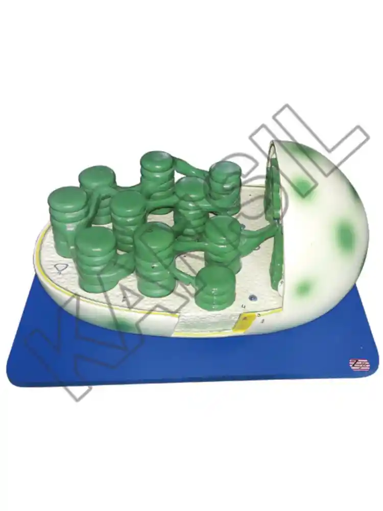 Chloroplast