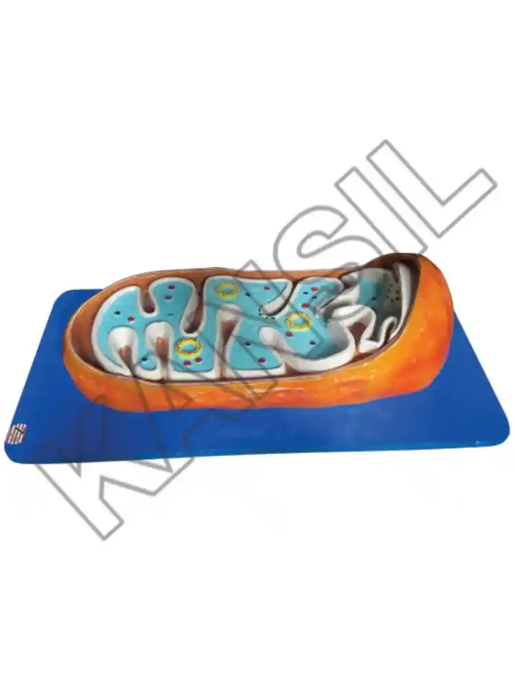 Mitochondria Model