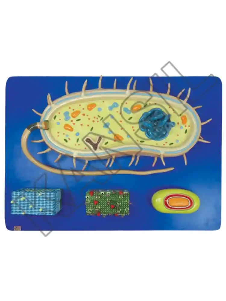 Bacterium