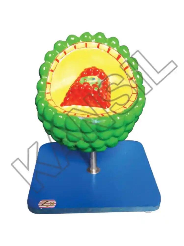 AIDS Virus Model