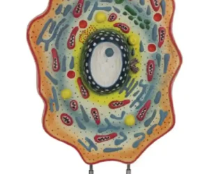 Animal Cell Model
