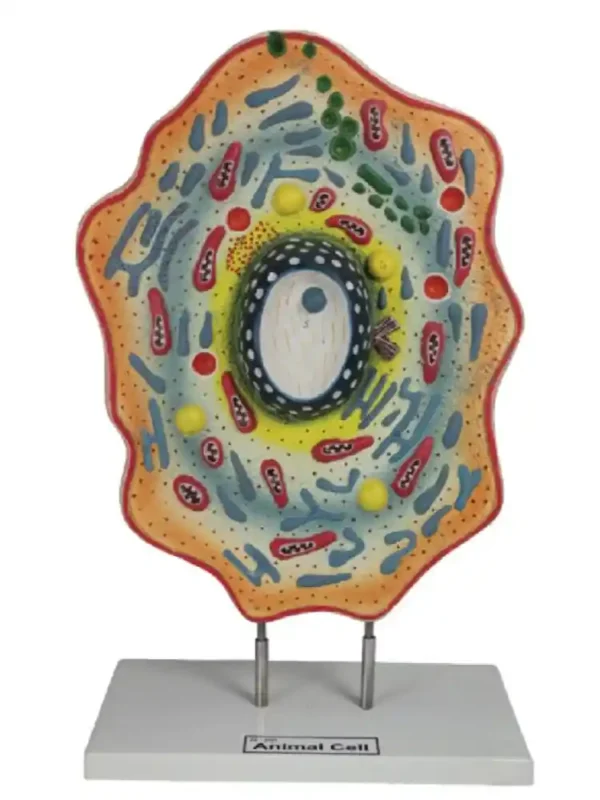 Animal Cell Model