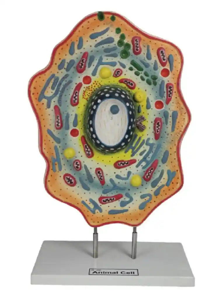 Animal Cell Model